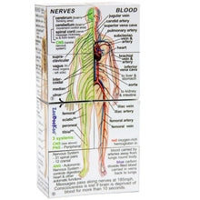 Load image into Gallery viewer, Human Body Cube Book